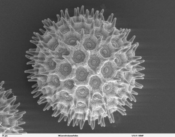 Ipomoea-purpurea pollen Electron microscope