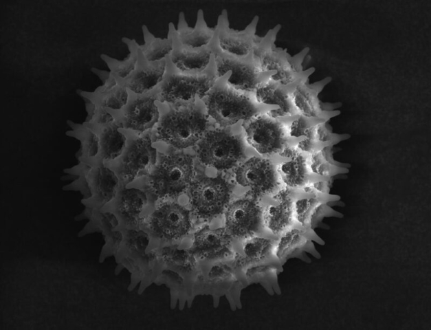 Ipomoea-purpurea pollen Electron microscope