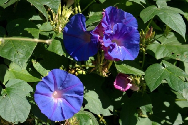 Ipomoea-purpurea plant pixabay