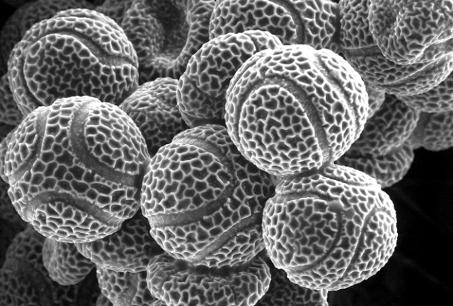 passion flower pollen, scanning electron microscope, Source: cell.com